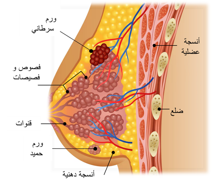Internal structure Arabic