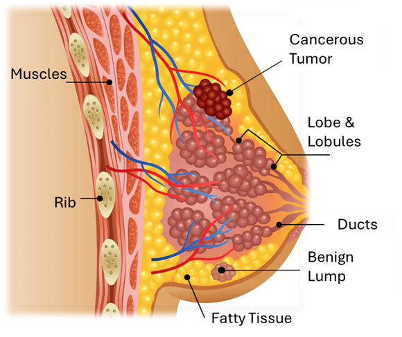 Breast structure Internal