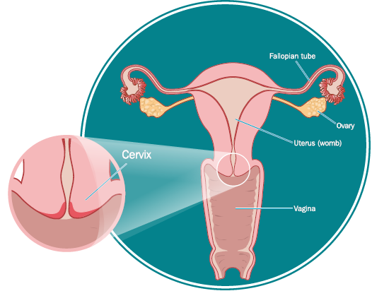 تركيب عنق الرحم